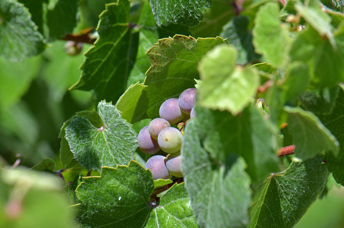 Canyon Grape or Arizona Grape is in the same genus as the commercially grown vineyard grapevines. Note the whitish hairy leaves. Vitis arizonica 